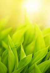 фотопечать для шкафа купе
