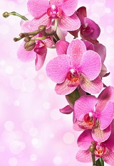 фотопечать для шкафа купе