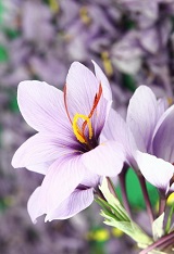 фотопечать для шкафа купе