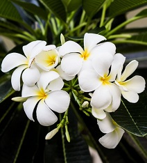 фотопечать для шкафа купе