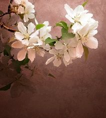 фотопечать для шкафа купе